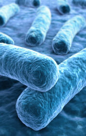 Legionellen Abbild Intestinales Mikrobiom