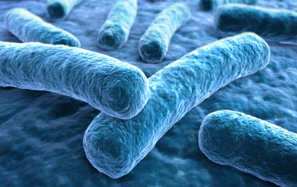 Legionellen Abbild Intestinales Mikrobiom